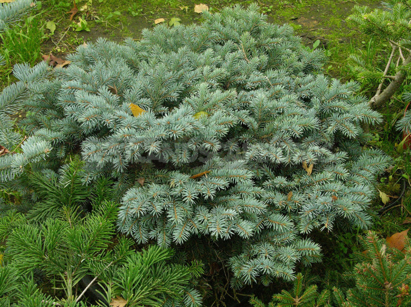 10 Best Blue Spruce: Species and Varieties