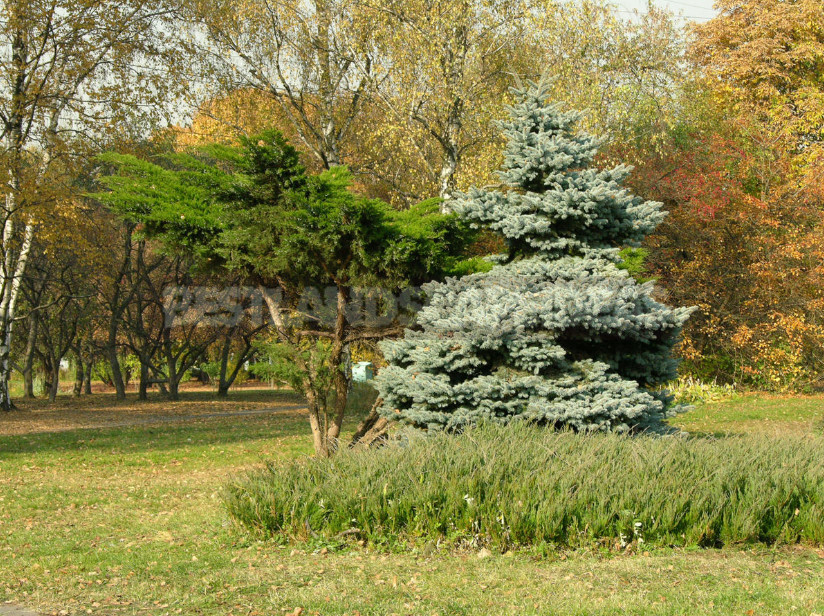 10 Best Blue Spruce: Species and Varieties