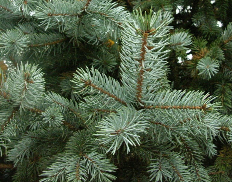 10 Best Blue Spruce: Species and Varieties - Best Landscape Ideas