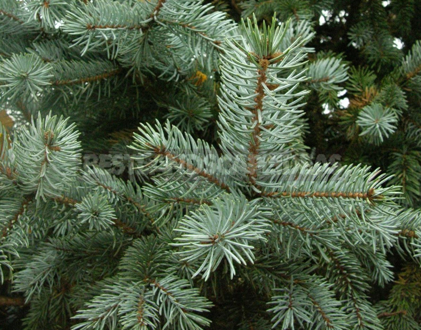 10 Best Blue Spruce: Species and Varieties