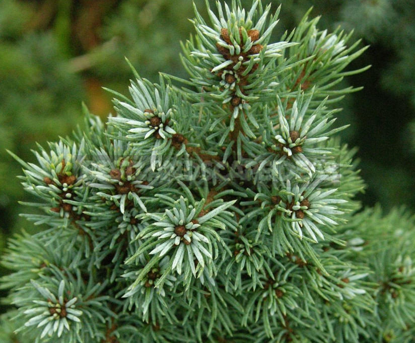 10 Best Blue Spruce: Species and Varieties