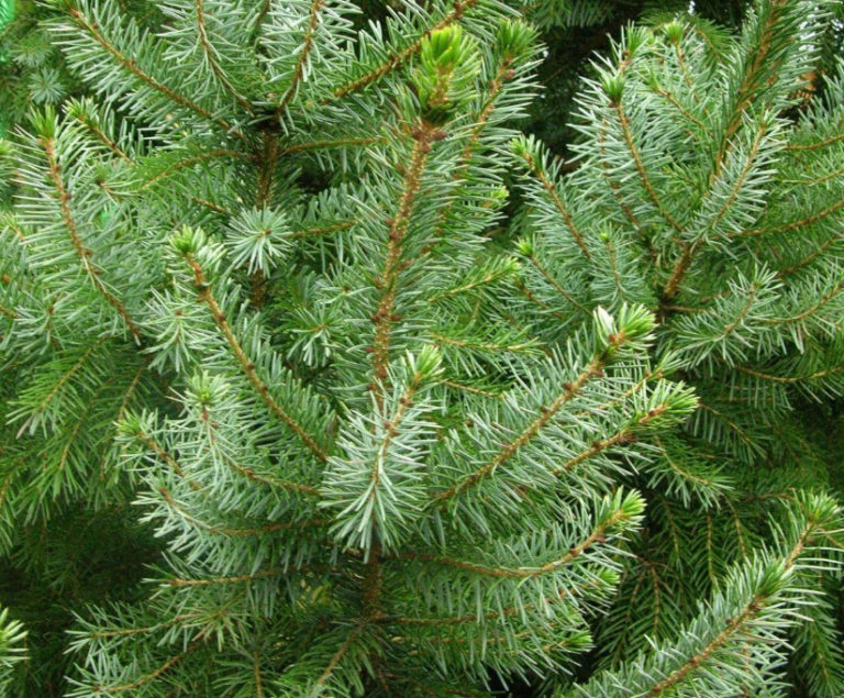 10 Best Blue Spruce: Species and Varieties - Best Landscape Ideas