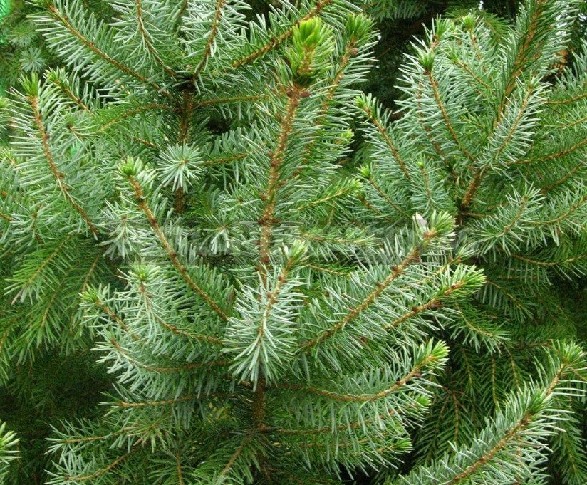 10 Best Blue Spruce: Species and Varieties