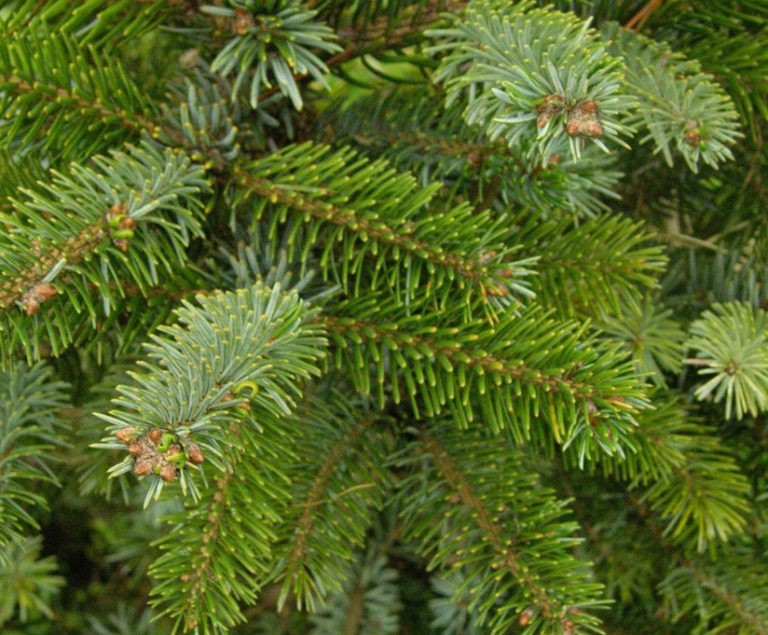 10 Best Blue Spruce: Species and Varieties - Best Landscape Ideas