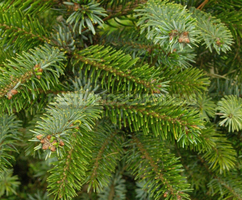 10 Best Blue Spruce: Species and Varieties