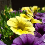 Petunias: Classification of Varieties and Hybrids