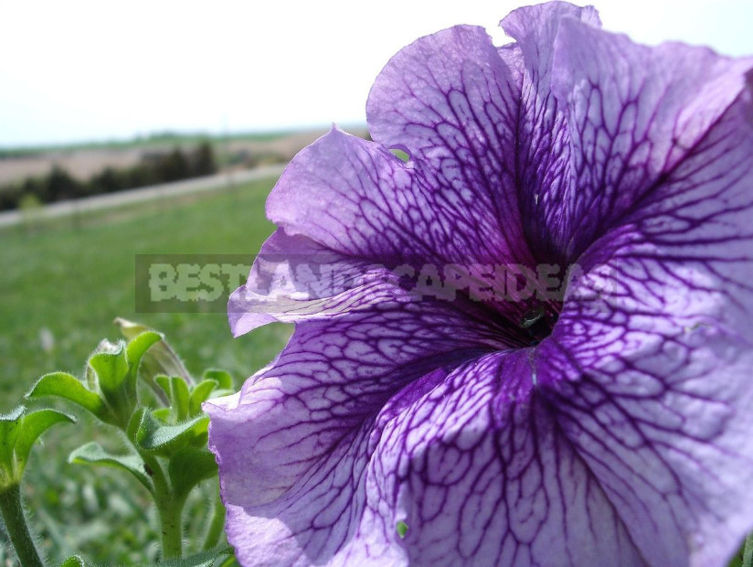 Petunias: Classification of Varieties and Hybrids