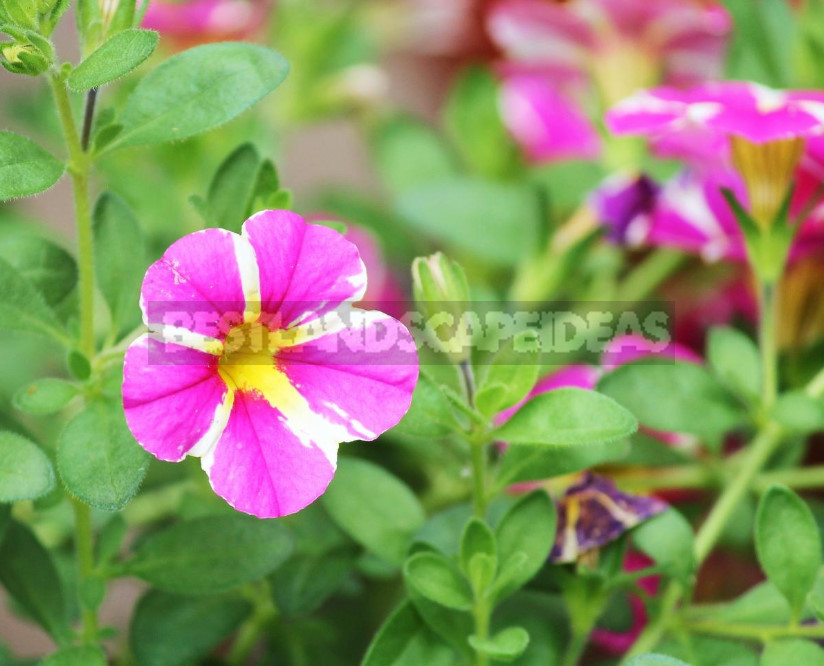 Petunias: Classification of Varieties and Hybrids