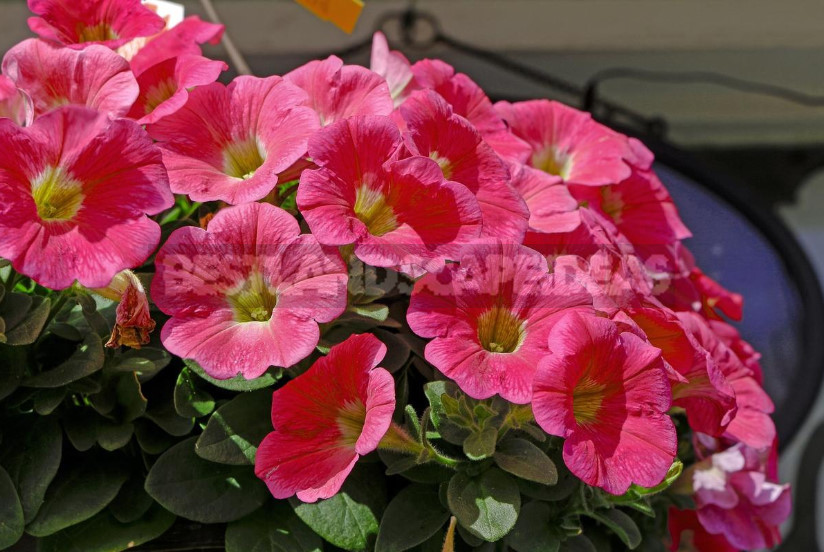 Petunias: Classification of Varieties and Hybrids