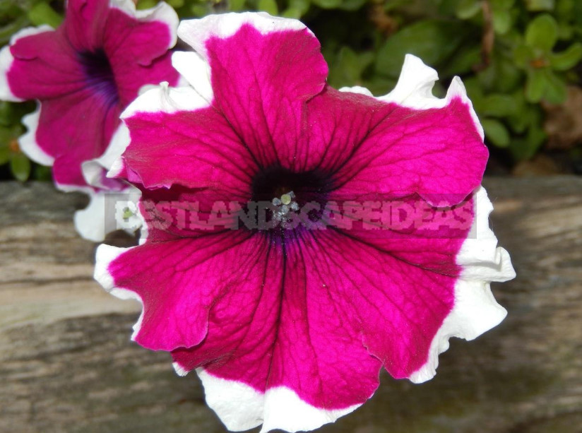 Petunias: Classification of Varieties and Hybrids