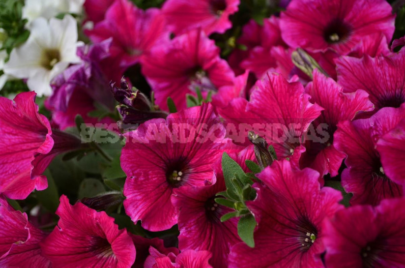 Petunias: Classification of Varieties and Hybrids