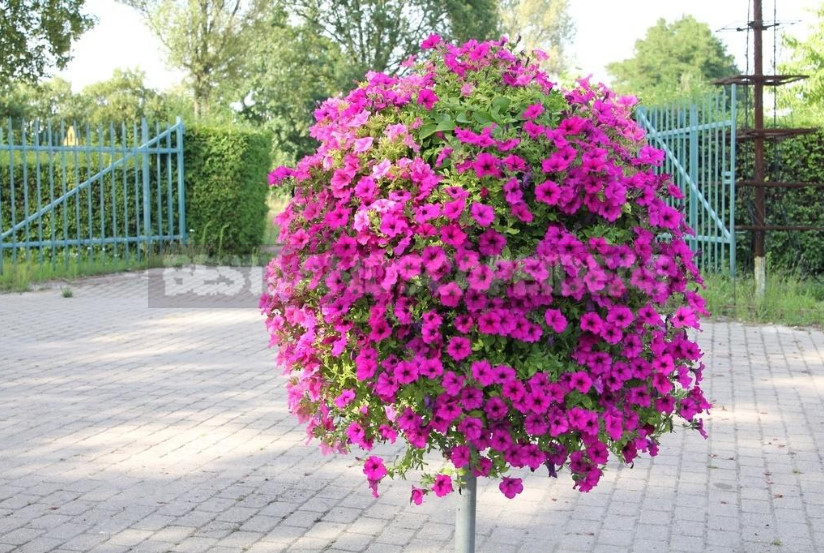 Petunias: Classification of Varieties and Hybrids