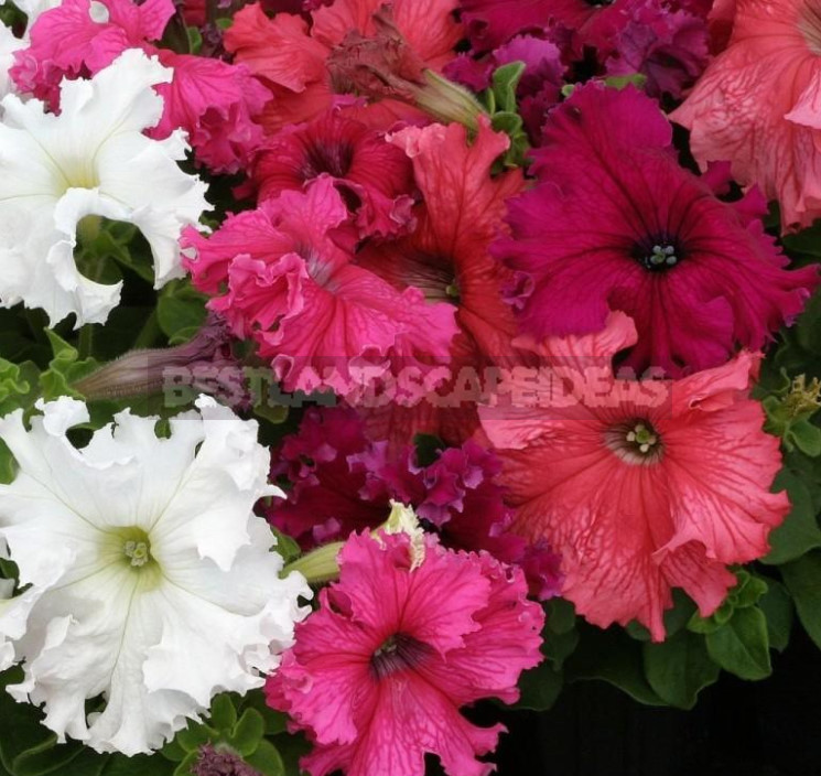 Petunias: Classification of Varieties and Hybrids