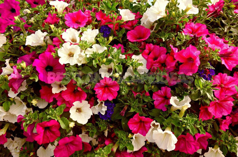 Petunias: Classification of Varieties and Hybrids