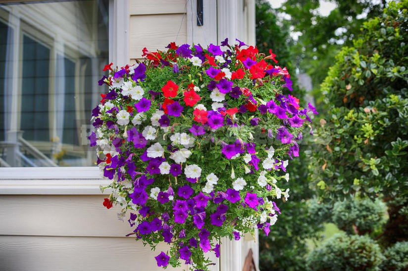 Petunias: Classification of Varieties and Hybrids