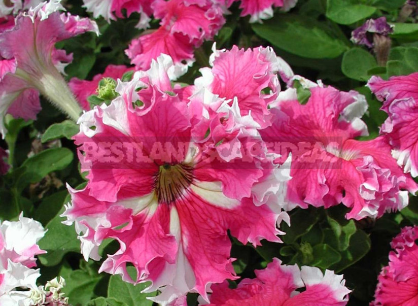 Petunias: Classification of Varieties and Hybrids