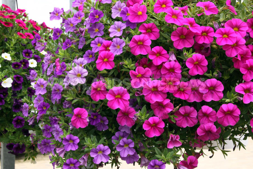 Petunias: Classification of Varieties and Hybrids