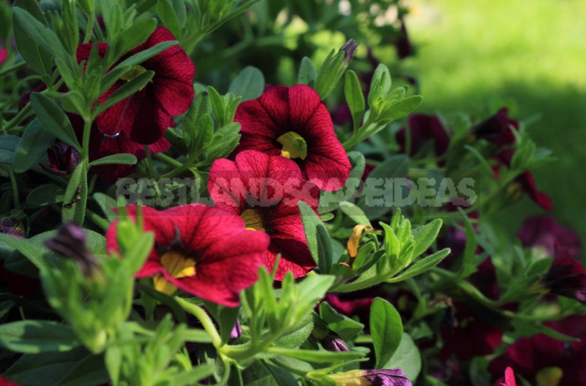 Petunias: Classification of Varieties and Hybrids