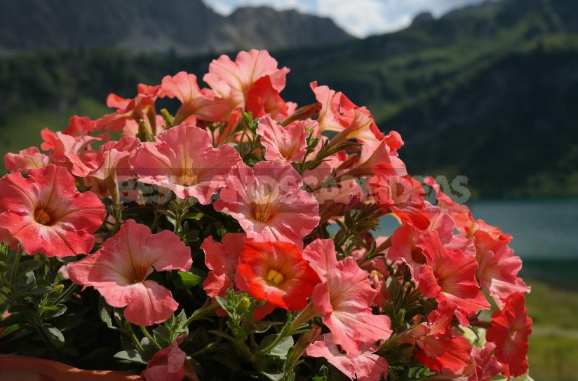 Petunias: Classification of Varieties and Hybrids