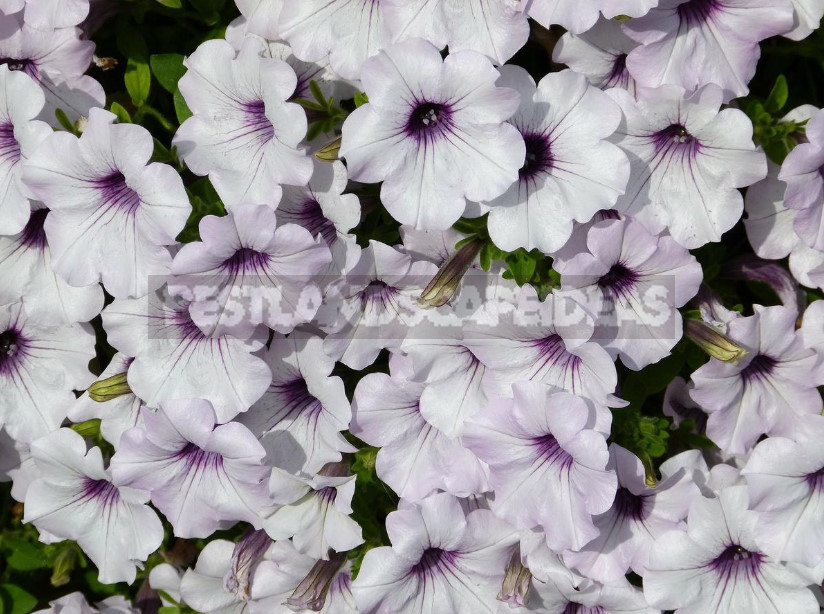 Petunias: Classification of Varieties and Hybrids