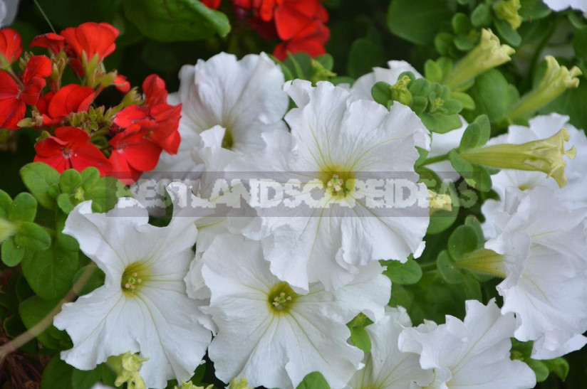 Petunias: Classification of Varieties and Hybrids