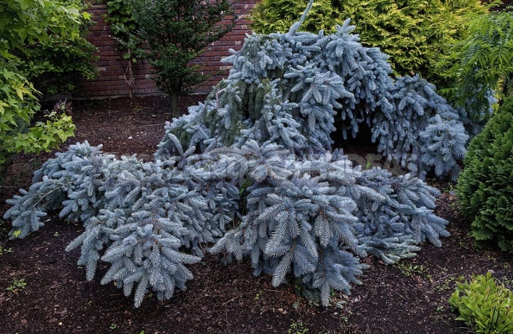 10 Best Blue Spruce: Species and Varieties