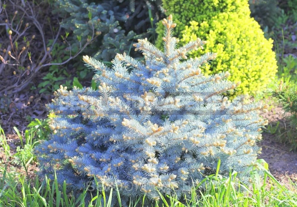 10 Best Blue Spruce: Species and Varieties