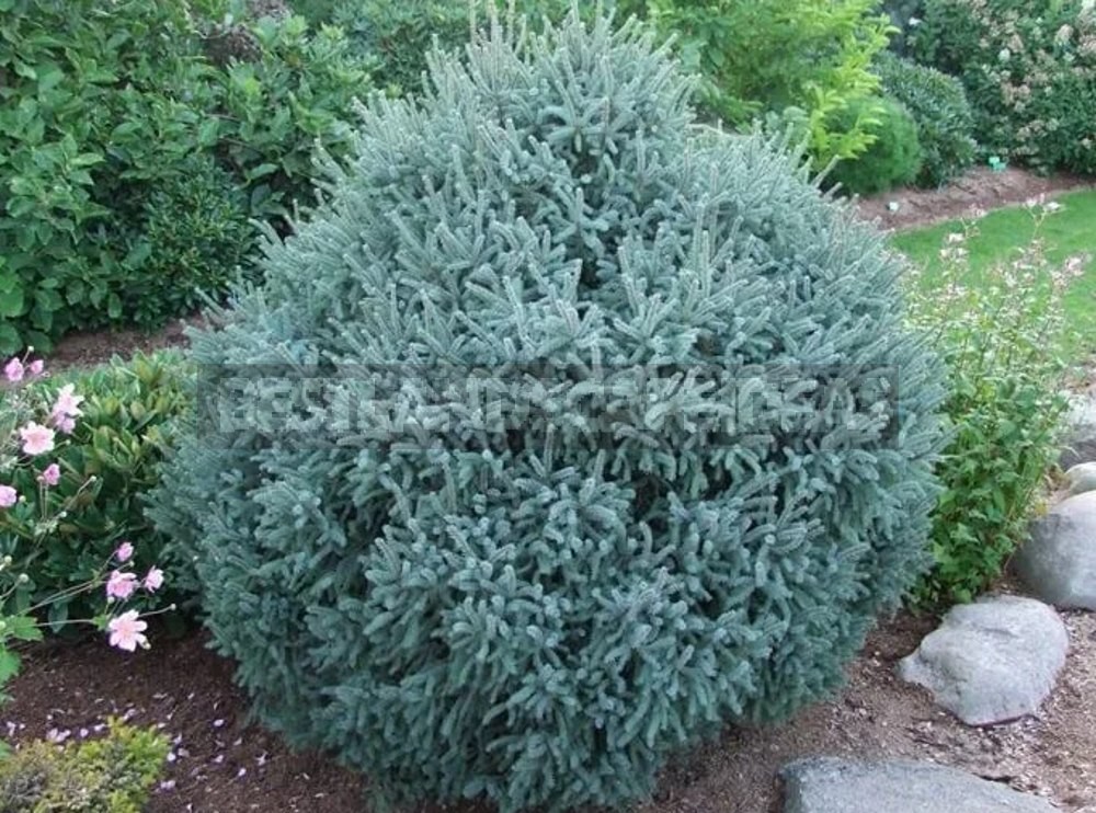 10 Best Blue Spruce: Species and Varieties