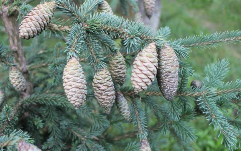 10 Best Blue Spruce: Species and Varieties - Best Landscape Ideas