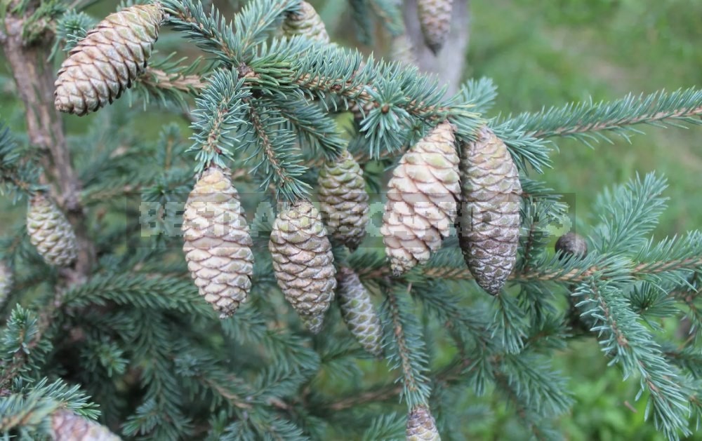 10 Best Blue Spruce: Species and Varieties