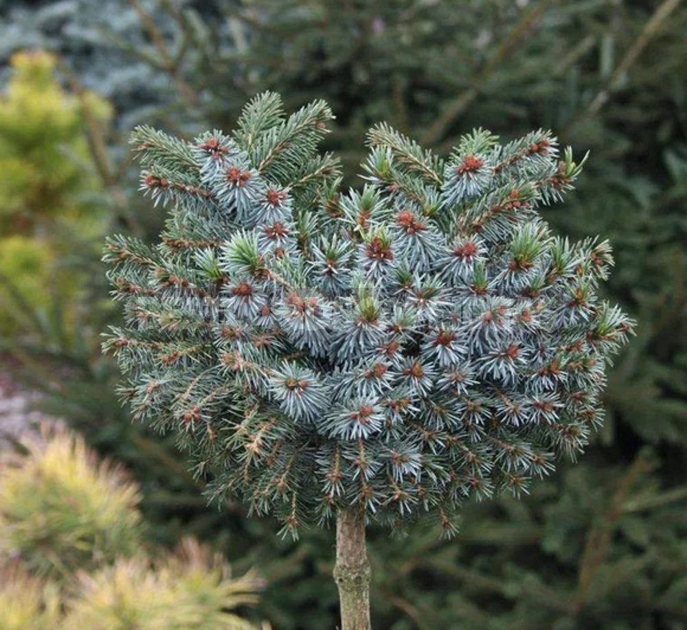 Ель медуза на штамбе. Picea omorika Silberblau. Picea omorika Alexandra. Ель Энгельмана Снейк. Picea engelmannii Cienega.