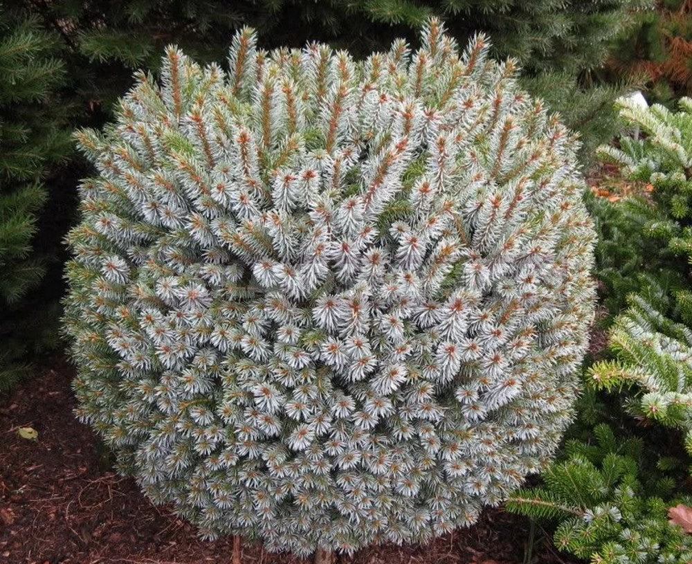 10 Best Blue Spruce: Species and Varieties