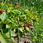 Strawberry Anthracnose: Symptoms, Measures, Prevention