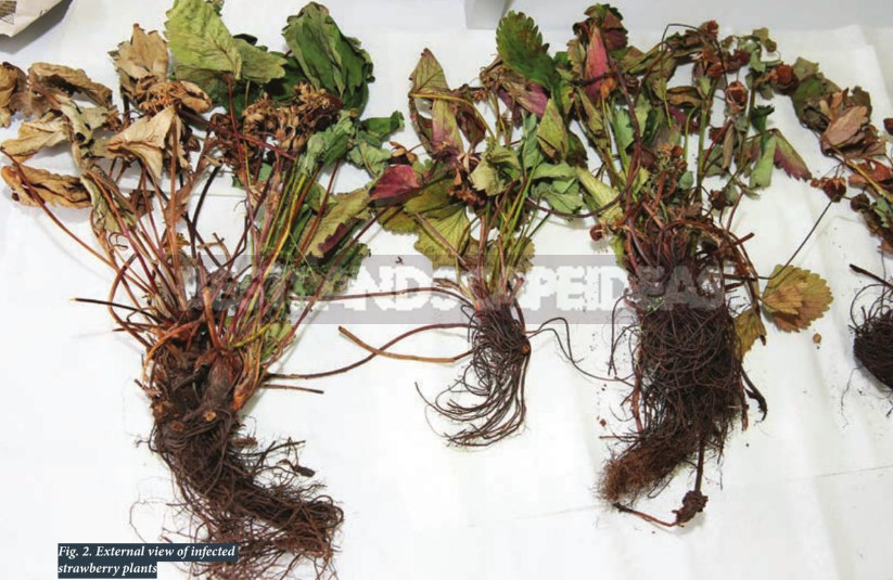 Strawberry Anthracnose: Symptoms, Measures, Prevention