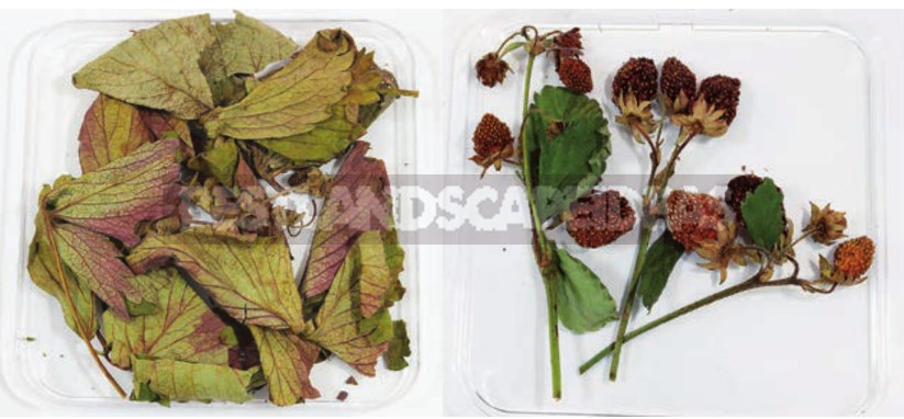 Strawberry Anthracnose: Symptoms, Measures, Prevention