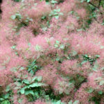 Cotinus Coggygria: Planting and Care, Varieties and Applications