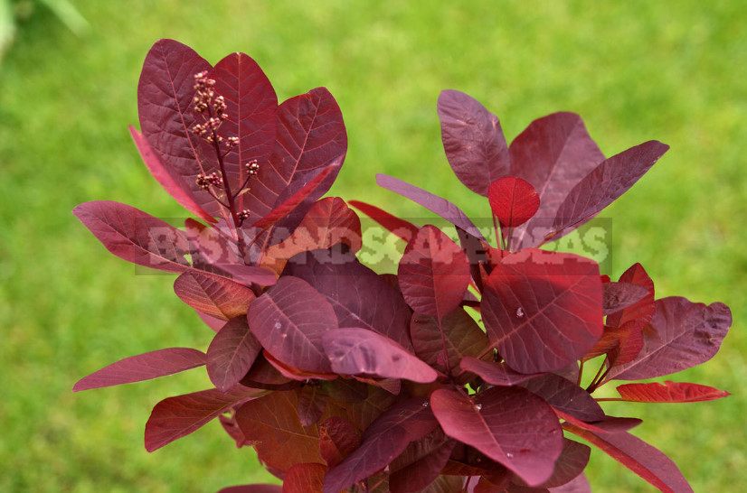 Cotinus Coggygria: Planting and Care, Varieties and Applications