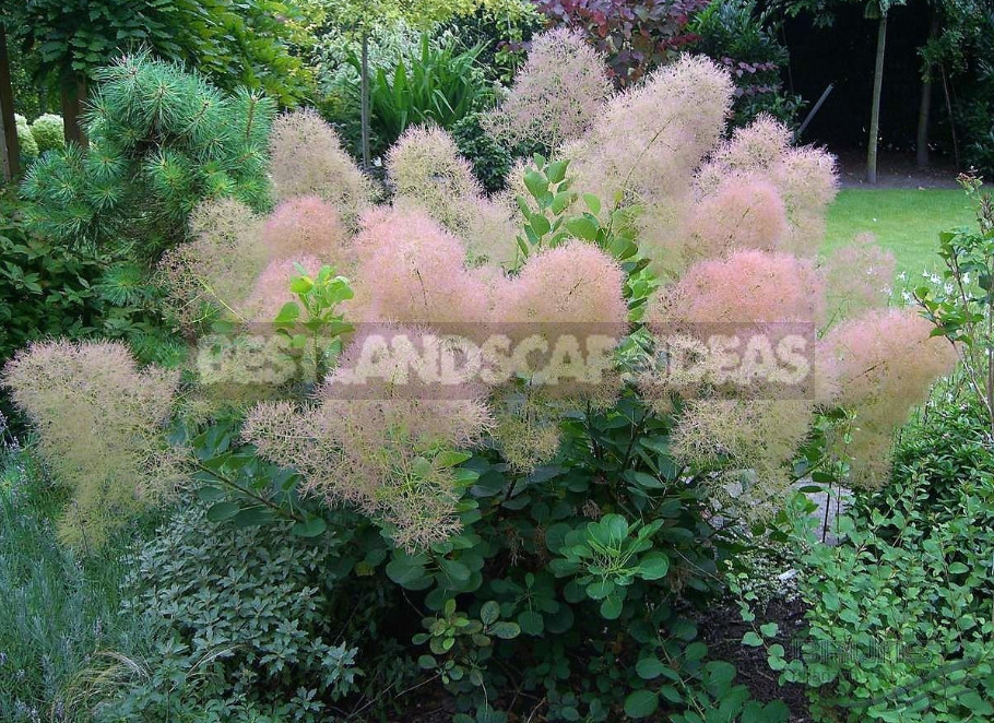 Cotinus Coggygria: Planting and Care, Varieties and Applications