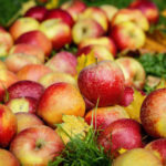 The Sweetest Varieties of Apples