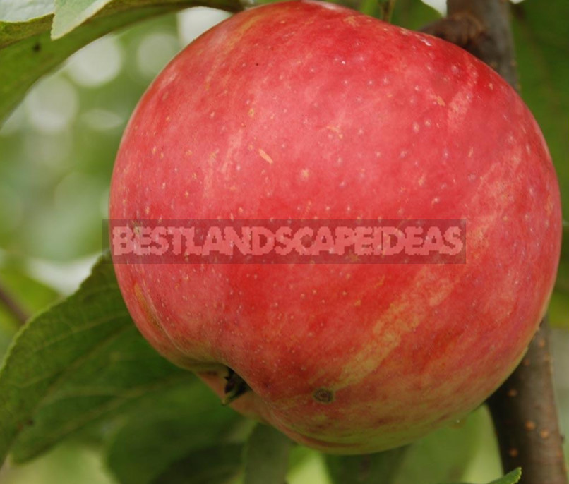 The Sweetest Varieties of Apples