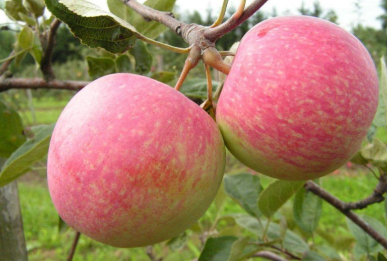 The Sweetest Varieties of Apples Best Landscape Ideas