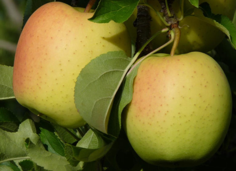 The Sweetest Varieties of Apples Best Landscape Ideas