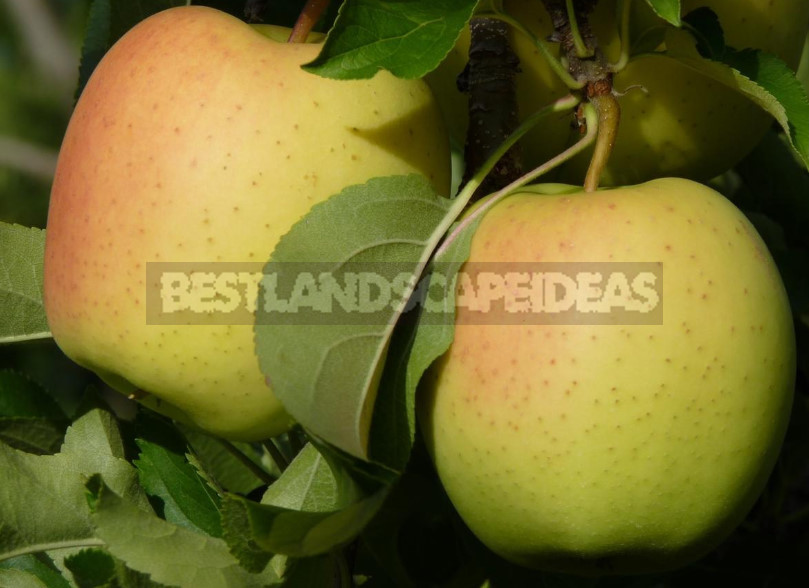 The Sweetest Varieties of Apples