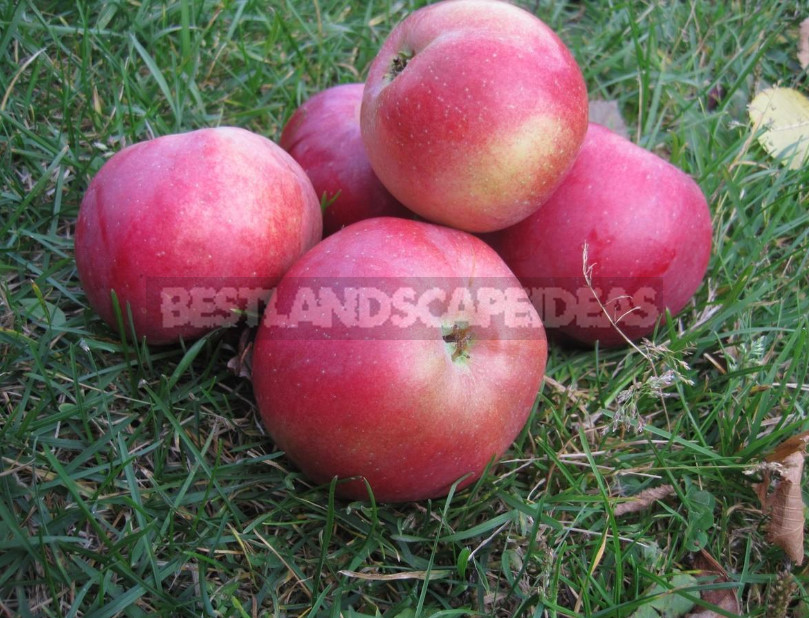 The Sweetest Varieties of Apples