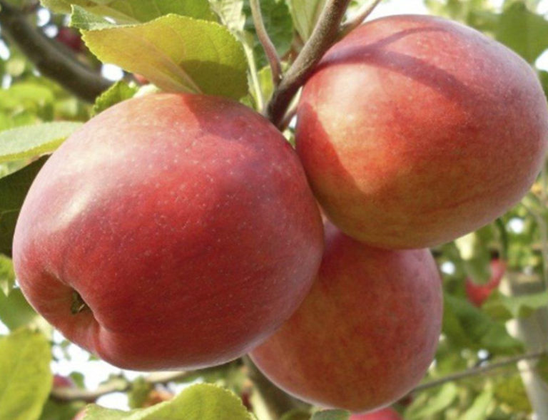 The Sweetest Varieties of Apples Best Landscape Ideas