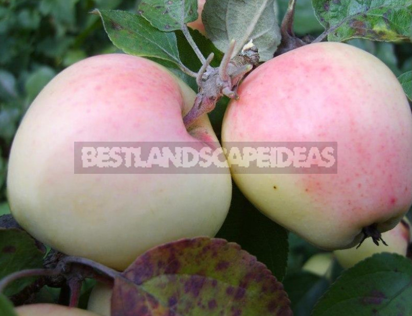 The Sweetest Varieties of Apples