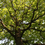 Trees and Shrubs With Openwork Crown to Decorate the Garden
