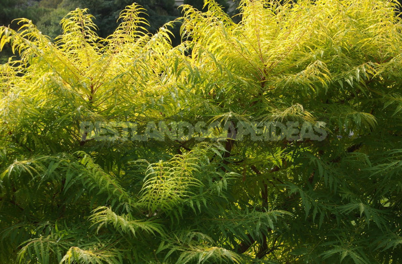 Trees and Shrubs With Openwork Crown to Decorate the Garden