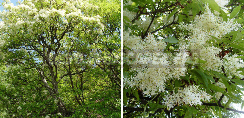 Trees and Shrubs With Openwork Crown to Decorate the Garden