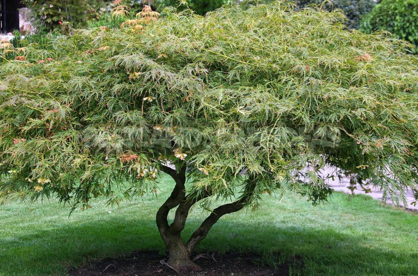 Trees and Shrubs With Openwork Crown to Decorate the Garden